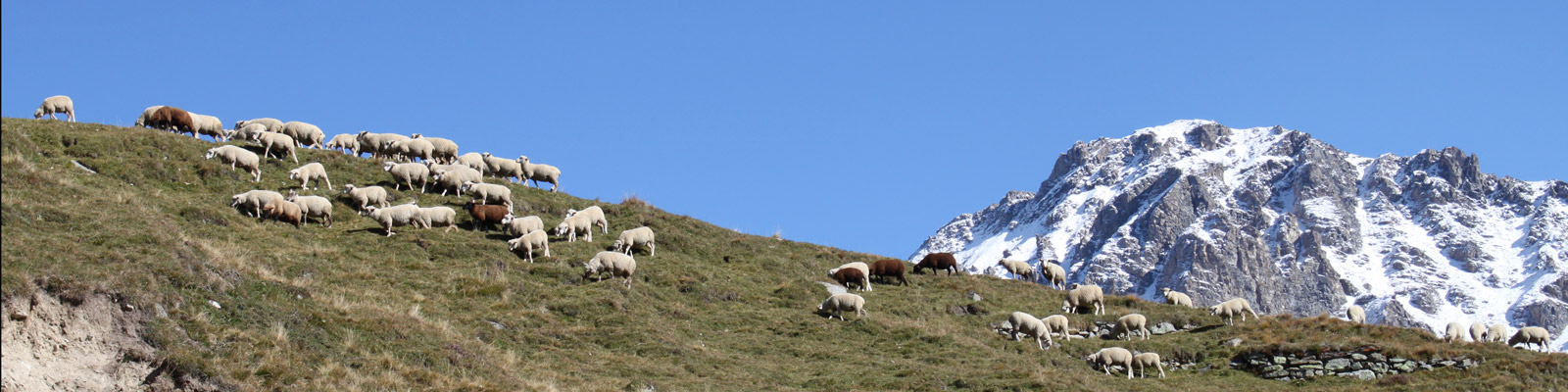 moutons montagne